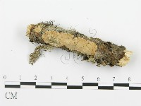 射脈菌屬藏品圖，第1張