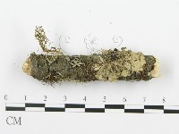 射脈菌屬藏品圖，第3張