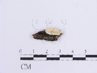 登錄號:F0012113藏品圖，第1張