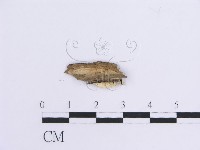 登錄號:F0012113藏品圖，第3張