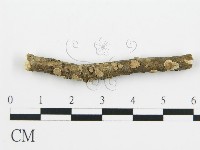 盤革菌屬藏品圖，第1張