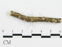 盤革菌屬藏品圖，第5張