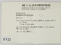 韌革菌屬藏品圖，第2張