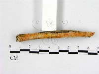 登錄號:F0012116藏品圖，第3張