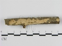 絲皮菌屬藏品圖，第1張