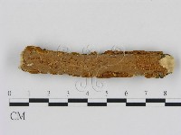 刺革菌屬藏品圖，第1張