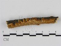 刺革菌屬藏品圖，第3張