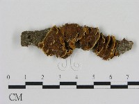 刺革菌屬藏品圖，第1張