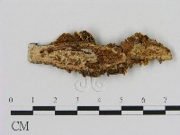 刺革菌屬藏品圖，第3張