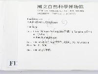 射脈菌屬藏品圖，第2張