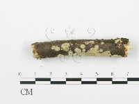 射脈菌屬藏品圖，第4張