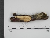 登錄號:F0012127藏品圖，第1張