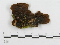 木層孔菌屬藏品圖，第3張