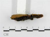 木層孔菌屬藏品圖，第4張