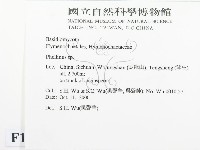 木層孔菌屬藏品圖，第2張
