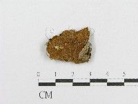 木層孔菌屬藏品圖，第1張