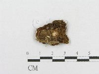 木層孔菌屬藏品圖，第3張
