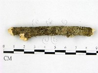 盤革菌屬藏品圖，第1張