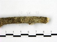 盤革菌屬藏品圖，第3張