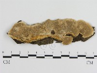 刺皮菌屬藏品圖，第1張