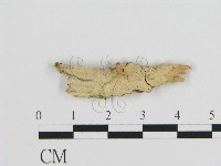 絲皮菌屬藏品圖，第1張