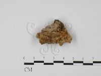 韌革菌屬藏品圖，第3張