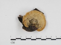 登錄號:F0012138藏品圖，第1張