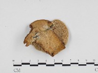 登錄號:F0012138藏品圖，第3張