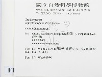 柱擔菌屬藏品圖，第2張