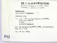 顯絲菌屬藏品圖，第2張
