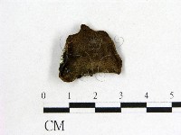 木耳屬藏品圖，第3張