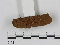 刺革菌屬藏品圖，第3張