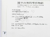 柱擔菌屬藏品圖，第2張