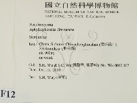韌革菌屬藏品圖，第2張