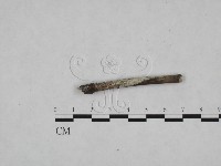 絲皮菌屬藏品圖，第3張