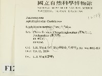 冇骨消絲齒菌藏品圖，第2張