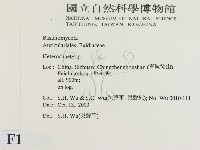 刺皮菌屬藏品圖，第2張