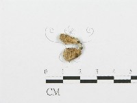 裂褶菌藏品圖，第1張