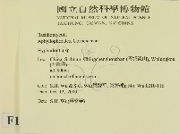 絲齒菌屬藏品圖，第2張