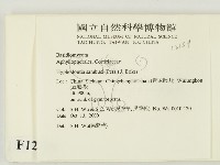 冇骨消絲齒菌藏品圖，第2張