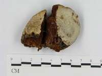 登錄號:F0012161藏品圖，第4張