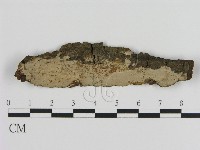 絲皮菌屬藏品圖，第1張