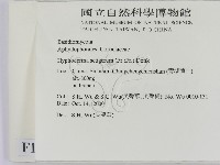 剛毛絲皮菌藏品圖，第2張