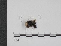 登錄號:F0012168藏品圖，第1張
