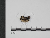 登錄號:F0012168藏品圖，第3張