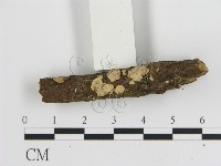 刺皮菌屬藏品圖，第1張