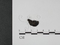 登錄號:F0012174藏品圖，第3張