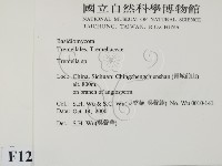 銀耳屬藏品圖，第2張