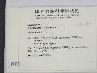 絲齒菌屬藏品圖，第2張