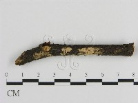 絲皮菌屬藏品圖，第1張